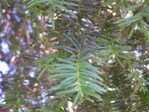 Frankfurt Palmgarten