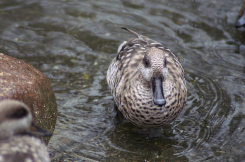 Photos from the Zoo in Rhenen, The Netherlands
