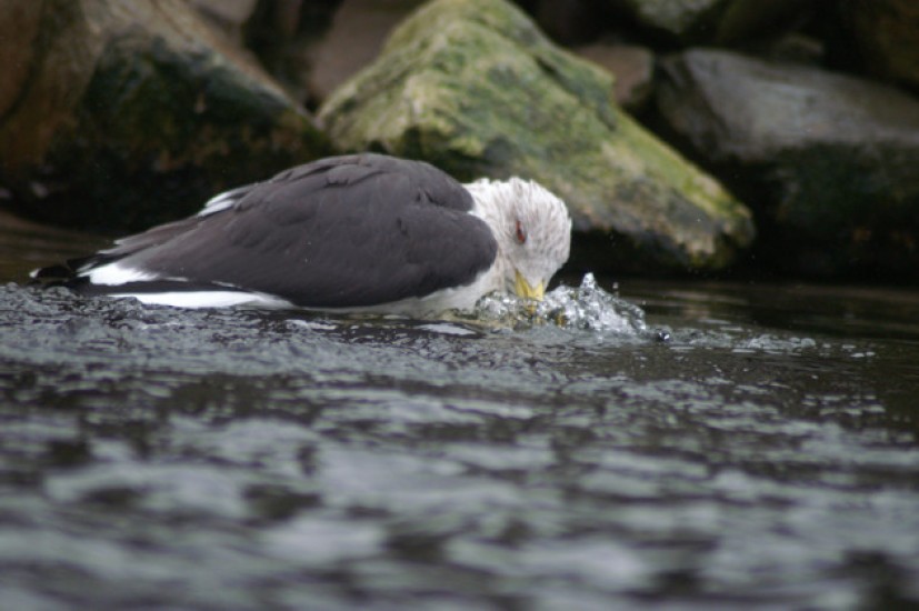 Photos from the Zoo in Rhenen, The Netherlands