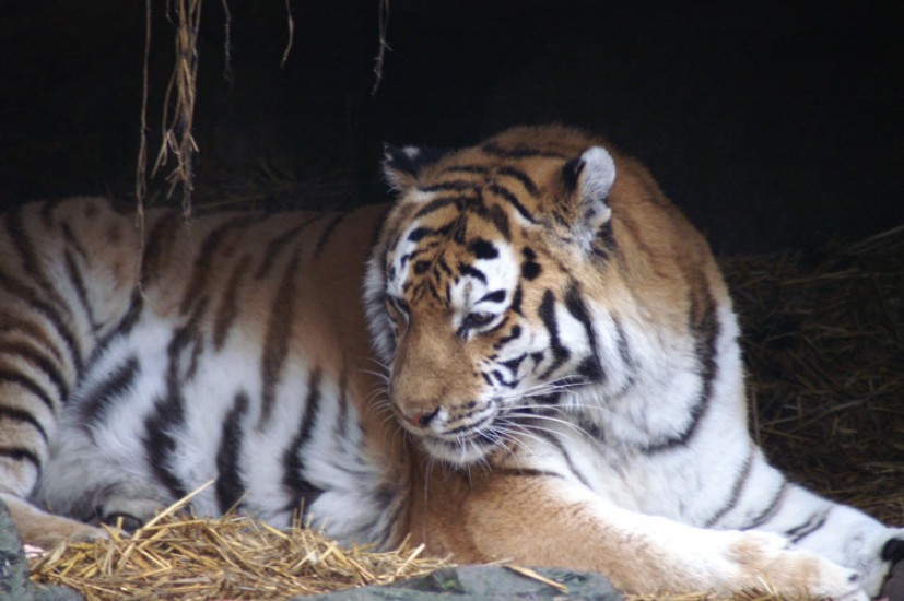 Photos from the Zoo in Rhenen, The Netherlands