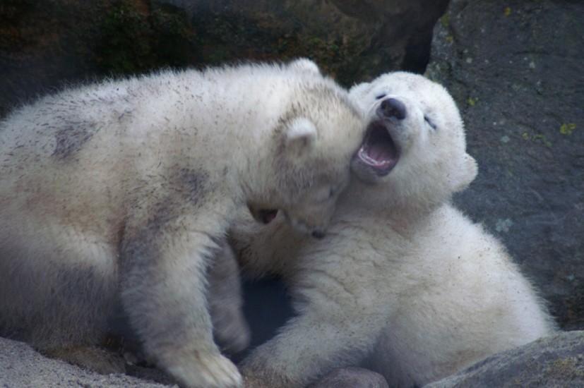 Photos from the Zoo in Rhenen, The Netherlands