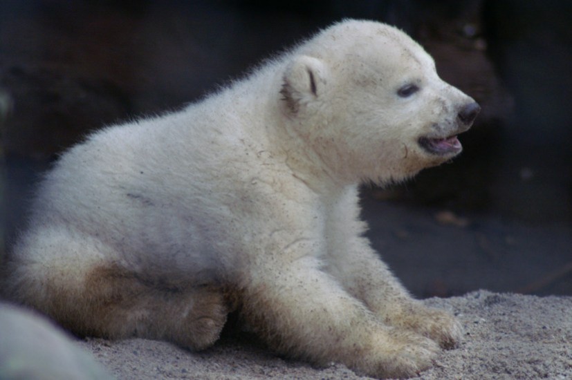 zoo