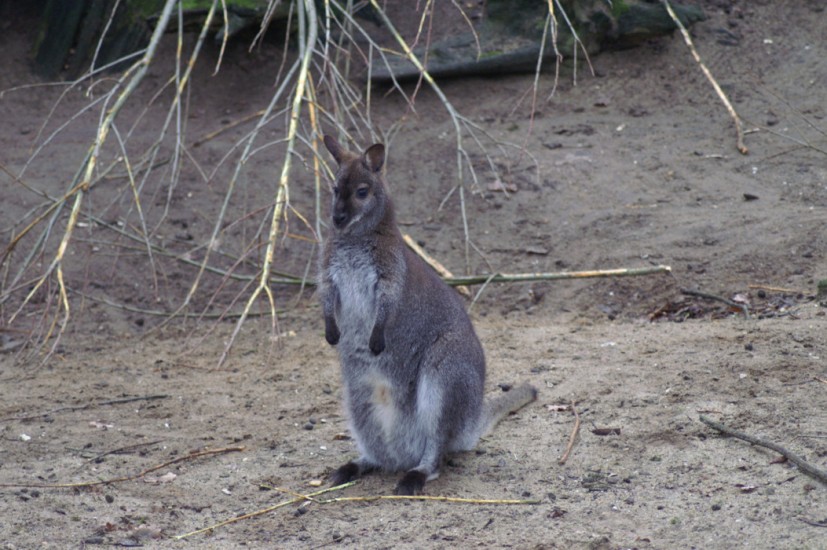 Photos from the Zoo in Rhenen, The Netherlands