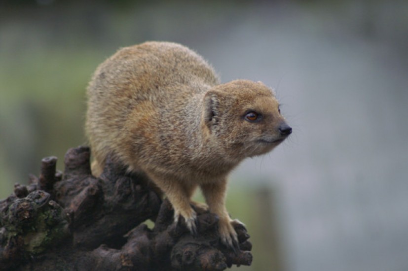 Photos from the Zoo in Rhenen, The Netherlands